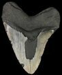 Fossil Megalodon Tooth - Massive Tooth #66135-2